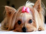 алмазная вышивка мозаика живопись Чарівний діамант